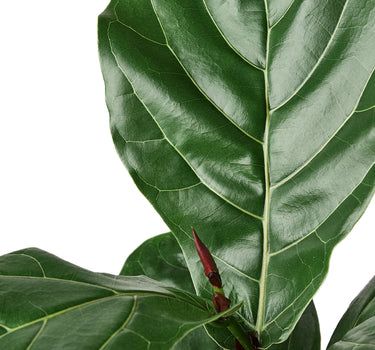Ficus Lyrata 'Fiddle Leaf Fig'