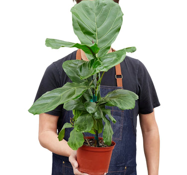 Ficus Lyrata 'Fiddle Leaf Fig'