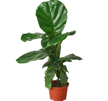 Ficus Lyrata 'Fiddle Leaf Fig'