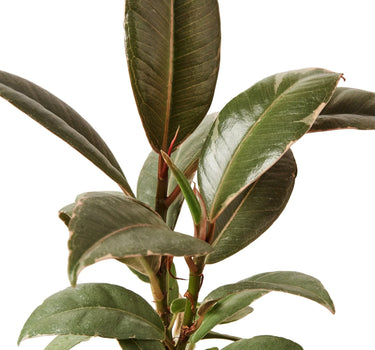 Ficus Elastica 'Tineke'