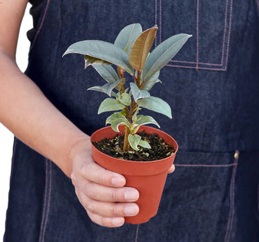 Ficus Elastica 'Tineke'