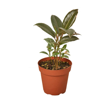 Ficus Elastica 'Tineke'
