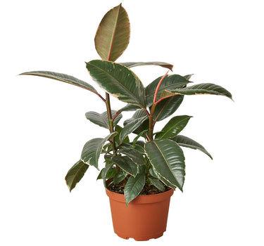 Ficus Elastica 'Tineke'