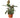 Ficus Elastica 'Tineke' - 4" Pot - NURSERY POT ONLY