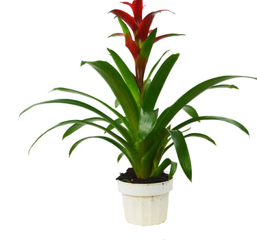 Guzmania Bromeliad 'Red'