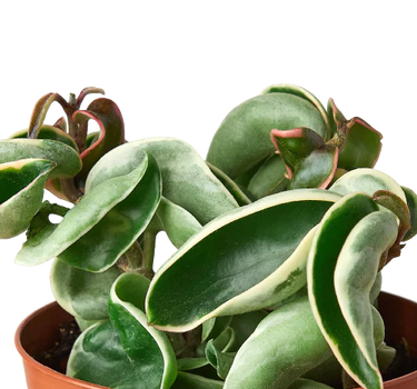 Hoya 'Rope Plant' Variegated