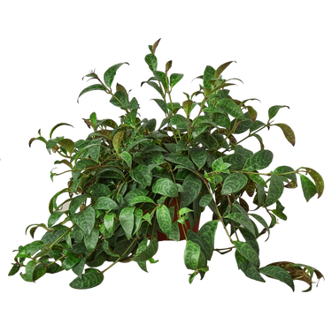 Lipstick Plant