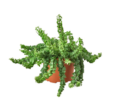 Curly Lipstick Plant