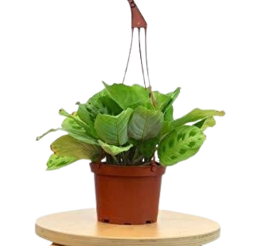 Maranta 'Leuconeura' - 6" Pot - NURSERY POT ONLY