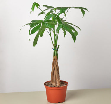 Money Tree 'Guiana Chestnut' Pachira Braid - House Plant Shop