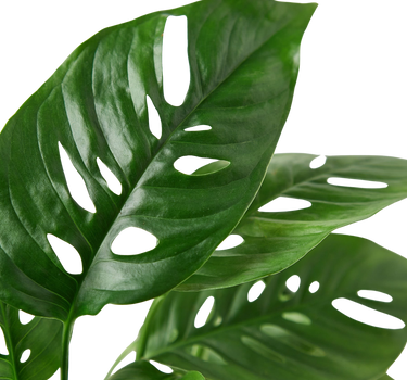 Monstera Adansonii 'Swiss Cheese'