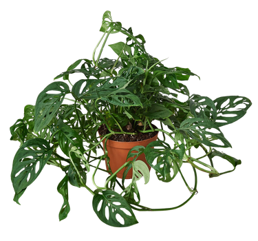 Monstera Adansonii 'Swiss Cheese'