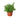 Nemetanthus Candy Corn Plant 'Brazilian Firecracker' - 6" Pot - NURSERY POT ONLY