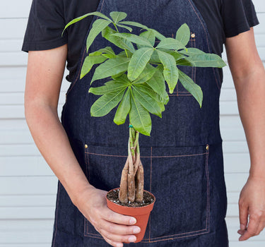 Money Tree 'Guiana Chestnut' Pachira Braid - House Plant Shop