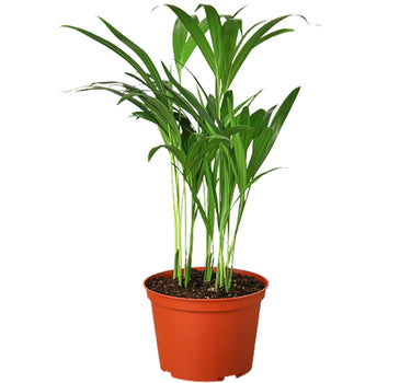 Areca Palm - 6" Pot - NURSERY POT ONLY