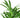 Areca Palm - 4" Pot - NURSERY POT ONLY