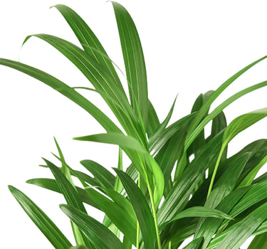 Areca Palm - 4" Pot - NURSERY POT ONLY