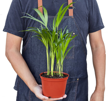 Areca Palm