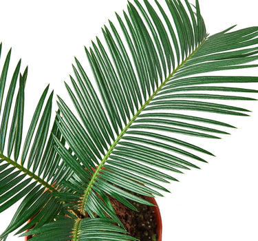 Sago Palm - In 6" Pot