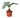 Sago Palm - In 6" Pot