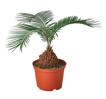 Sago Palm - In 6" Pot