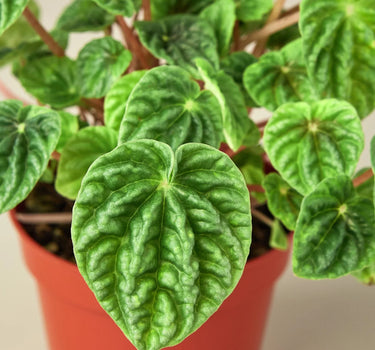 Peperomia 'Ripple'