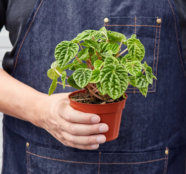Peperomia 'Ripple'