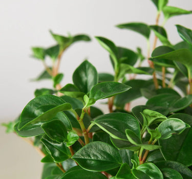 Peperomia 'Glabella'