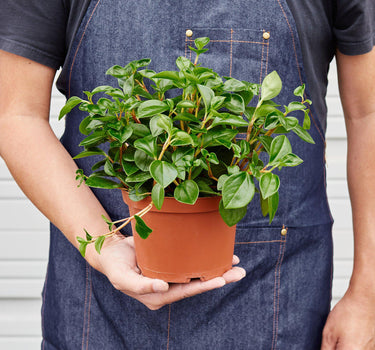 Peperomia 'Glabella'
