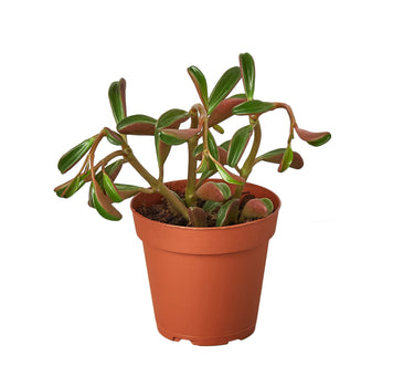 Peperomia 'Ruby Glow'