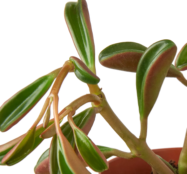 Peperomia 'Ruby Glow'