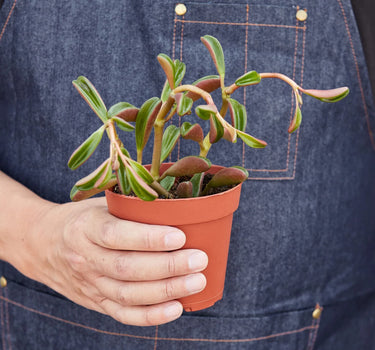 Peperomia 'Ruby Glow'