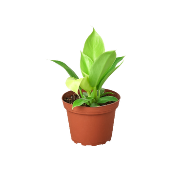 Philodendron 'Moonlight' - 6" Pot - NURSERY POT ONLY