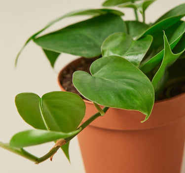 Philodendron Cordatum Heartleaf