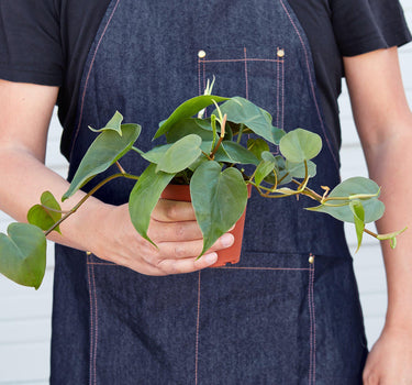 Philodendron Cordatum Heartleaf