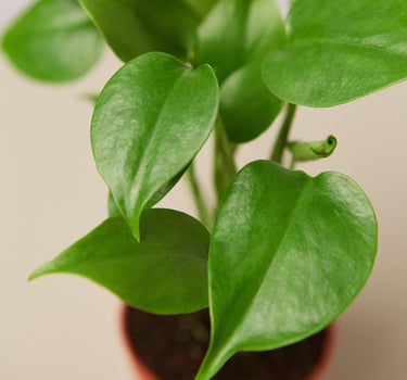 Philodendron Monstera 'Split-Leaf' - House Plant Shop