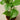 Philodendron Monstera 'Split-Leaf' - House Plant Shop