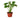 New Plant Parent Bundle