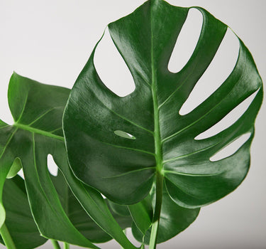 Philodendron Monstera 'Split-Leaf' - House Plant Shop