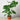 Philodendron Monstera 'Split-Leaf' - House Plant Shop