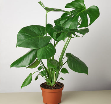 Philodendron Monstera 'Split-Leaf' - House Plant Shop