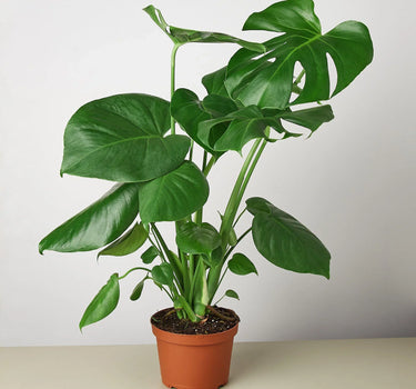 Philodendron Monstera Split-Leaf