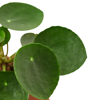 Pilea Peperomioides 'Chinese Money'