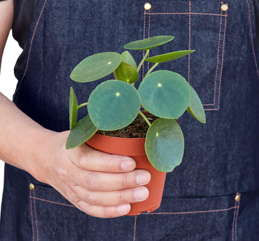 Pilea Peperomioides 'Chinese Money'