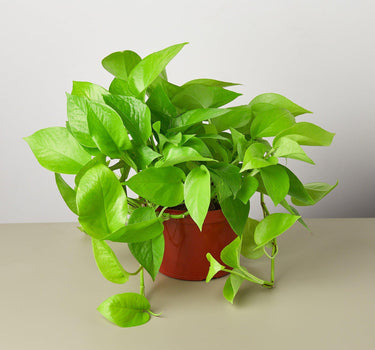 Pothos 'Neon'