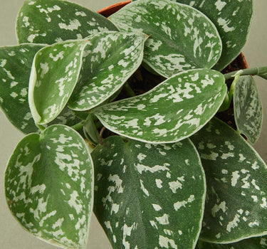 Pothos 'Satin' - House Plant Shop