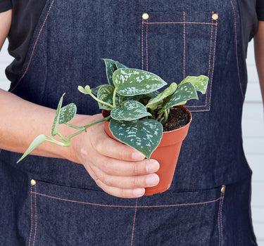 Pothos 'Satin' - House Plant Shop
