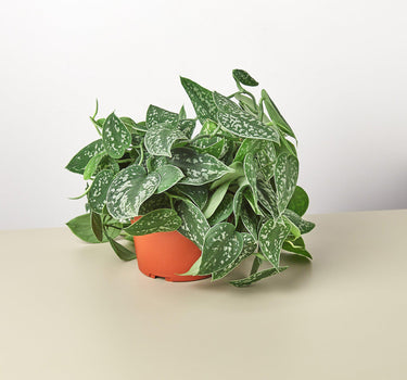 Pothos 'Satin' - House Plant Shop