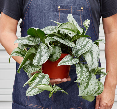 Pothos 'Silver Splash'