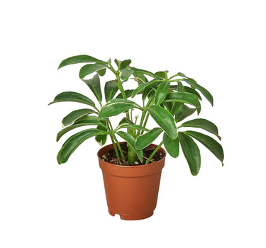 Schefflera Arboricola 'Umbrella'